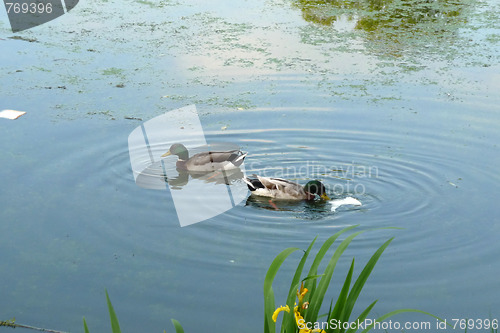 Image of Ducks In Lake