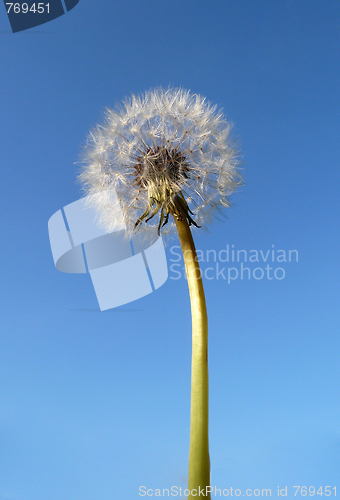 Image of Dandelion Clock