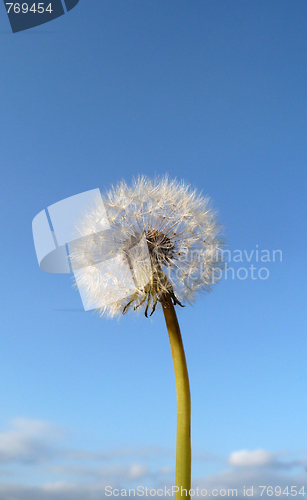 Image of Dandelion Clock