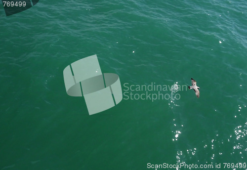 Image of Brighton Seagulls Flying In The Air