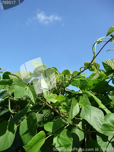 Image of Runner Bean Plant