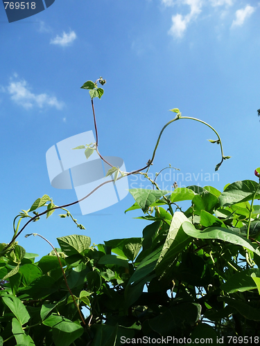 Image of Runner Bean Plant