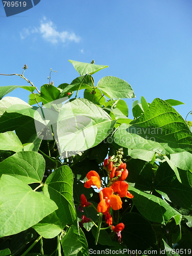 Image of Runner Bean Plant 