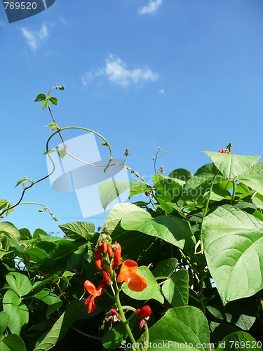 Image of Runner Bean Plant 