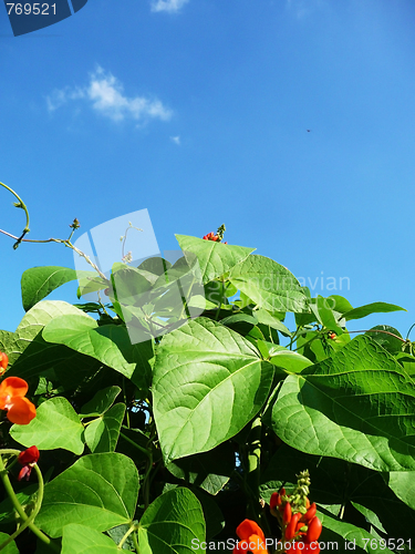 Image of Runner Bean Plant