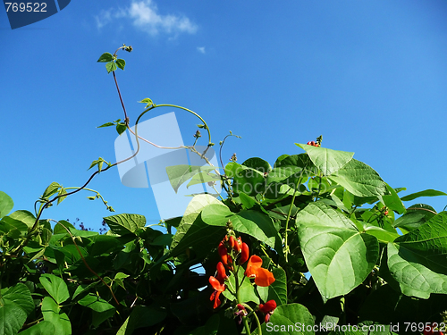 Image of Runner Bean Plant