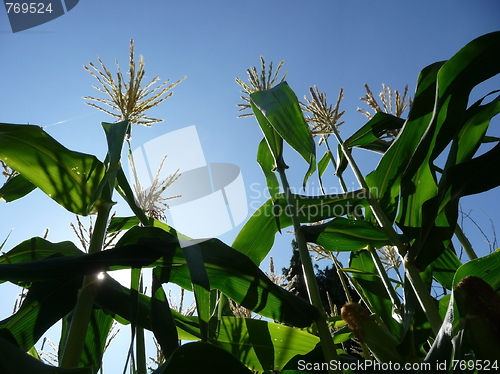 Image of Corn Growing In A Field