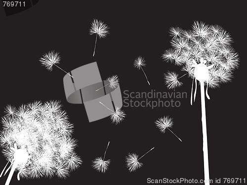 Image of Dandelions in the night