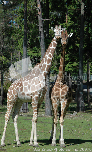 Image of Giraffes in Love