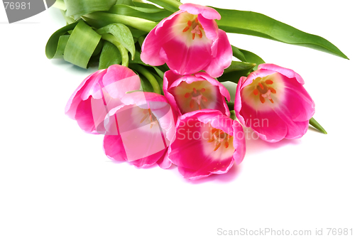 Image of Pink tulips