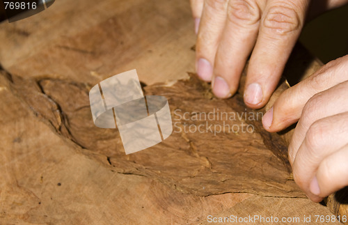 Image of fresh quality tobacco leaves about to be rolled into cigar