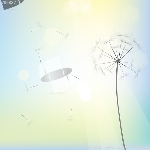Image of Bright dandelion design