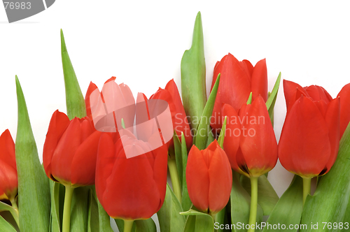 Image of Red tulips