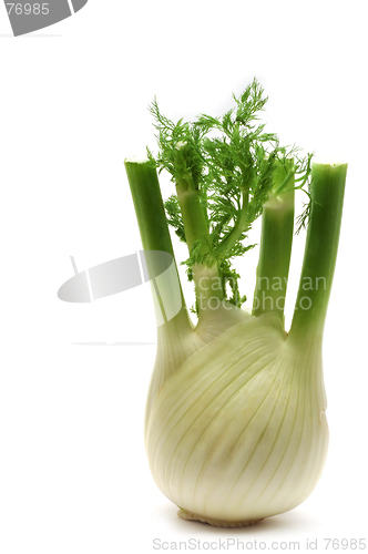 Image of Fennel
