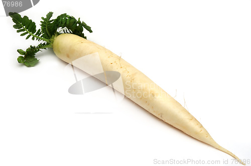 Image of White radish