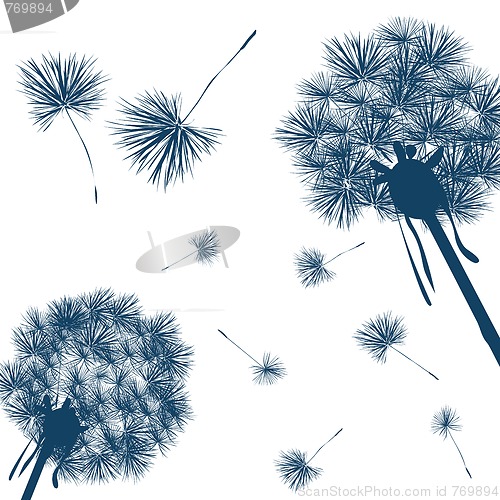 Image of vector dandelion 