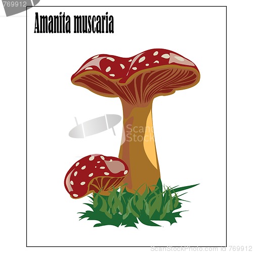 Image of Amanita 