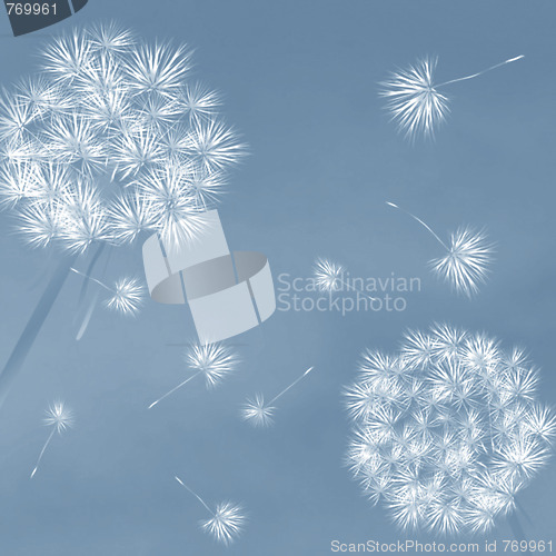 Image of Dandelions in the wind