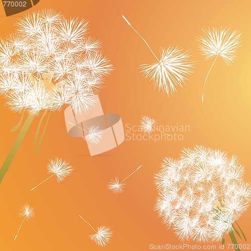 Image of dandelion