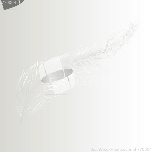 Image of White feather