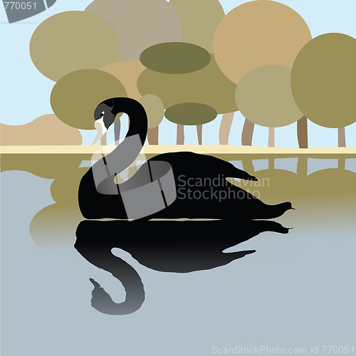 Image of Black swan 