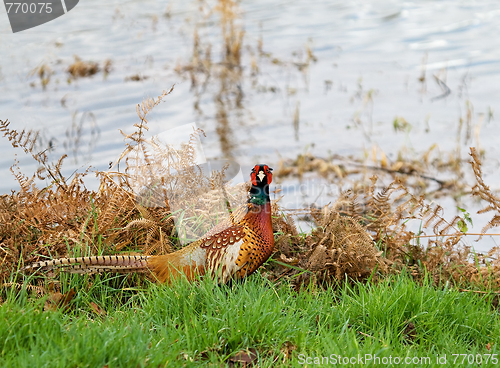 Image of Common Pheasant by water