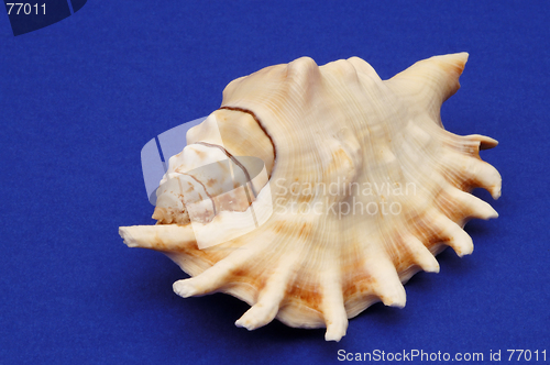 Image of Sea shell