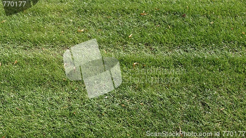 Image of Meadow