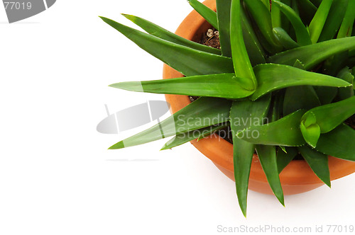 Image of Aloe