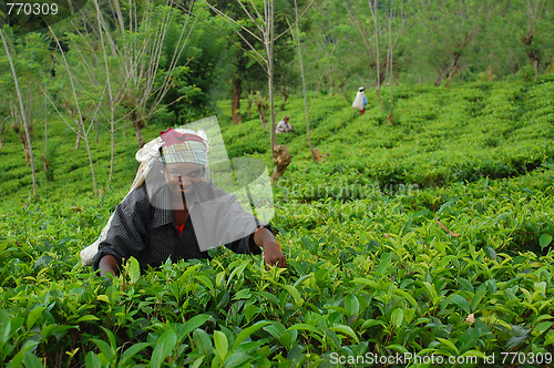 Image of Lady Tea Worker At The Tea Plantation