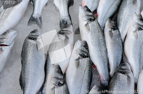 Image of Fish On Ice