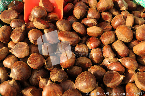 Image of Chestnut