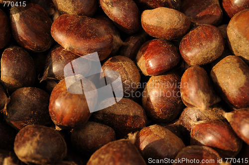 Image of Chestnut