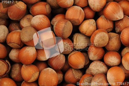 Image of Hazelnut