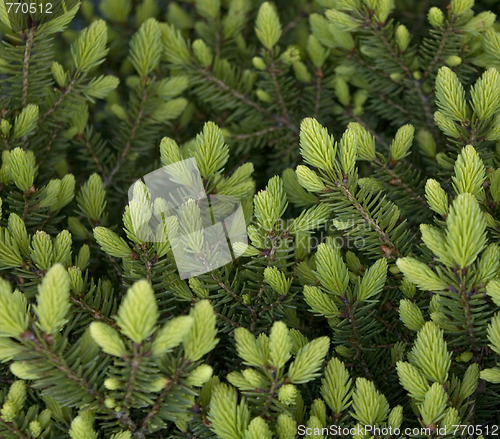 Image of Fresh pine shoots