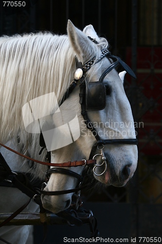 Image of Two cart horses