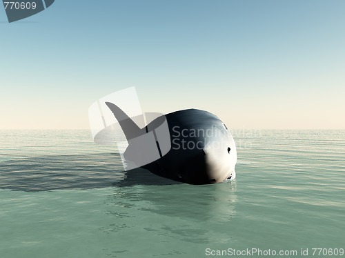 Image of Shark
