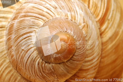 Image of Closeup snail's shell