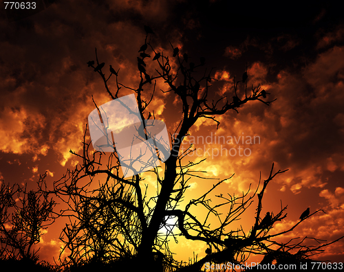 Image of Birds On Tree With Sunset Background
