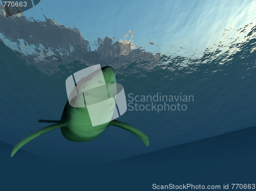 Image of Whale Underwater