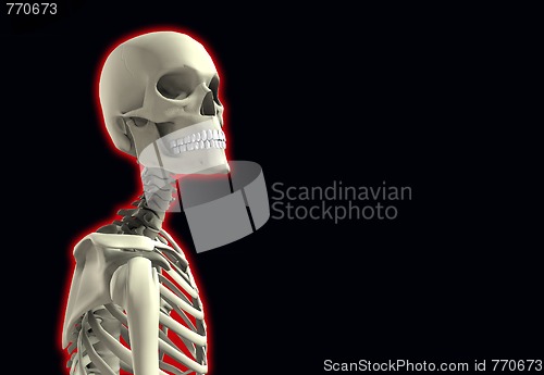 Image of Close Up Skeleton 