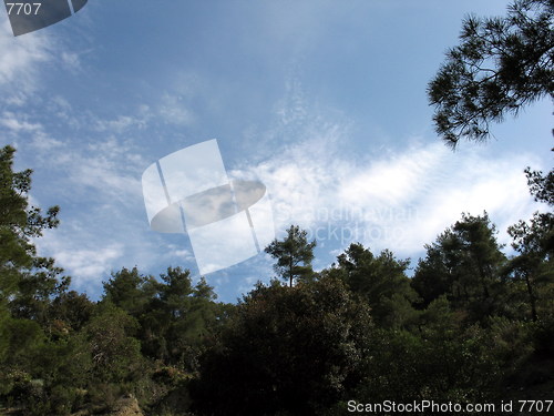 Image of Skies and trees. Platres. Cyprus