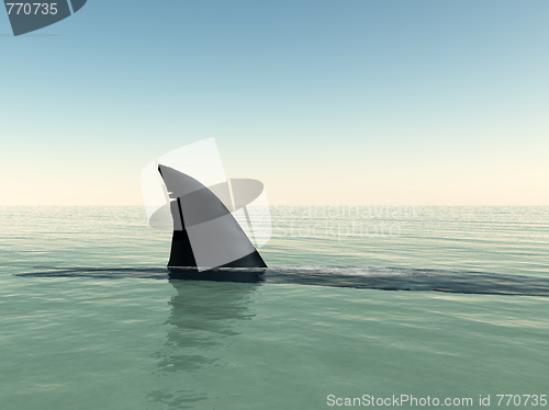 Image of Shark 
