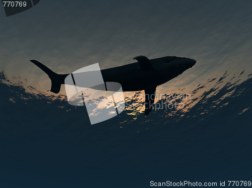 Image of Whale Underwater