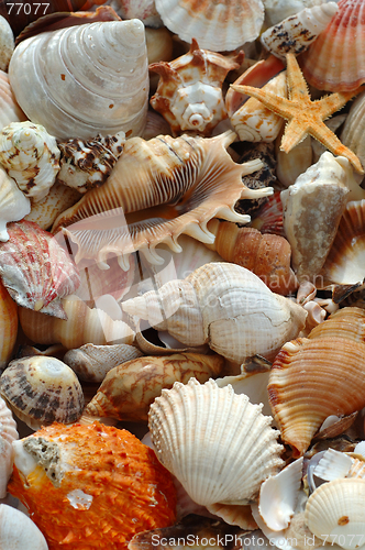 Image of Shells