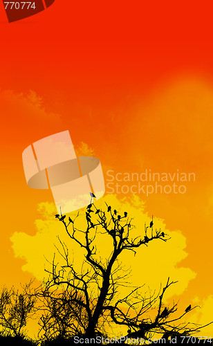 Image of Orange Sky And Tree Foreground