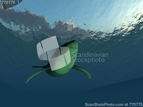 Image of Whale Underwater