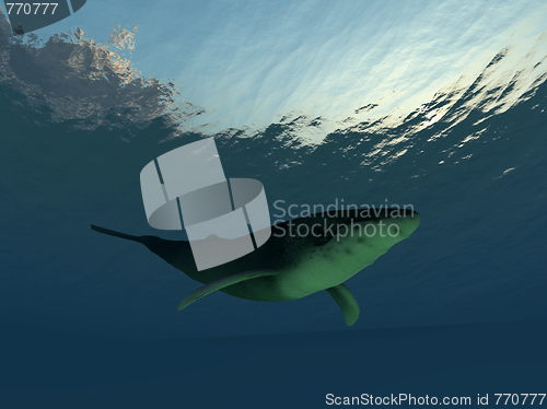 Image of Whale Underwater