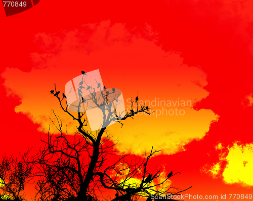 Image of Orange Sky And Tree Foreground