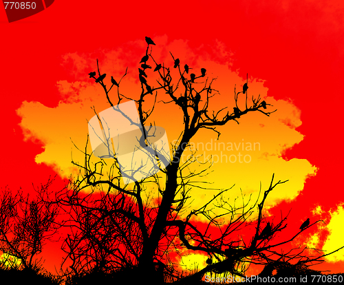 Image of Orange Sky And Tree Foreground 